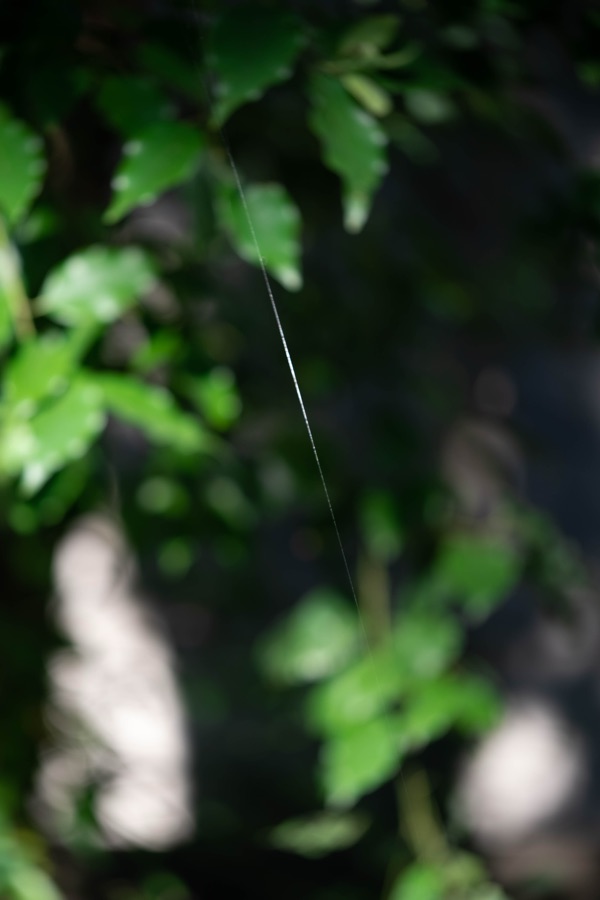 極 16
