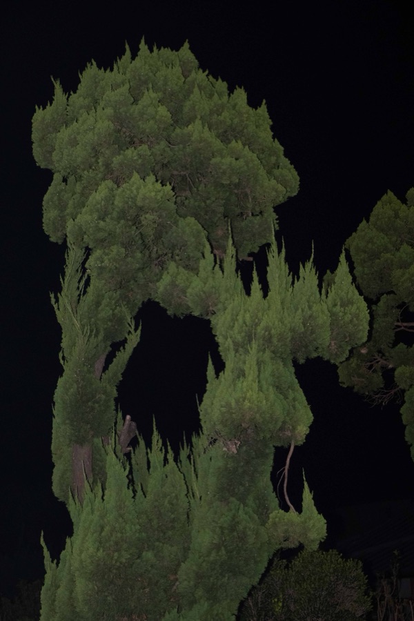 植物集 2