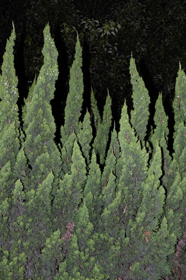 植物集 3