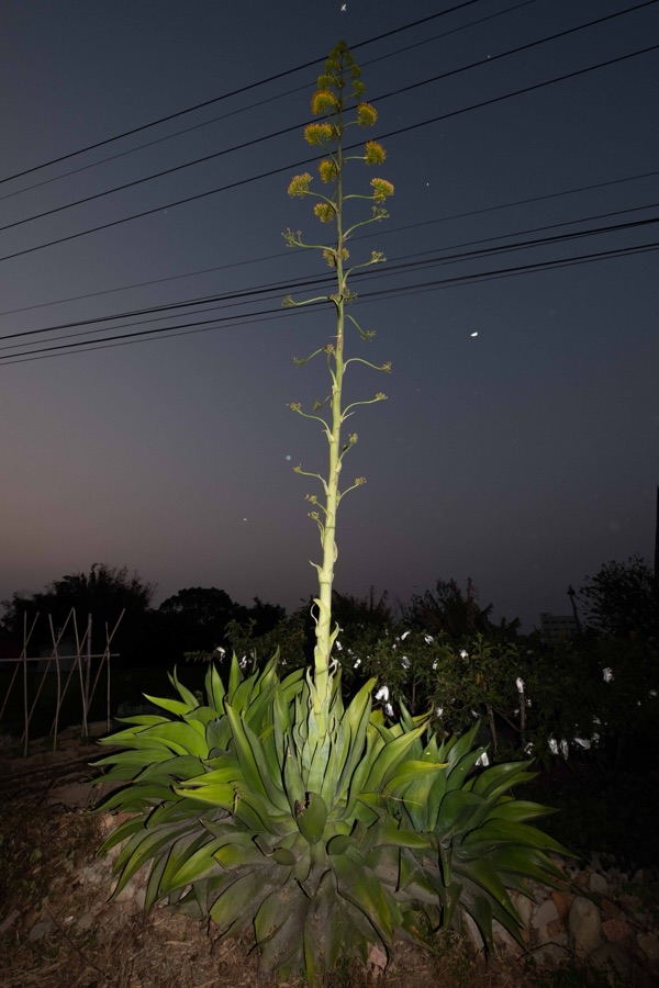 植物集 12