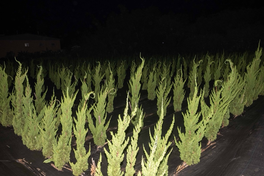 植物集 13
