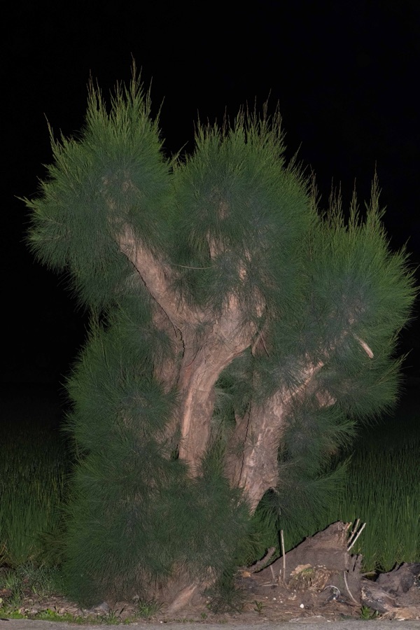 植物集 15
