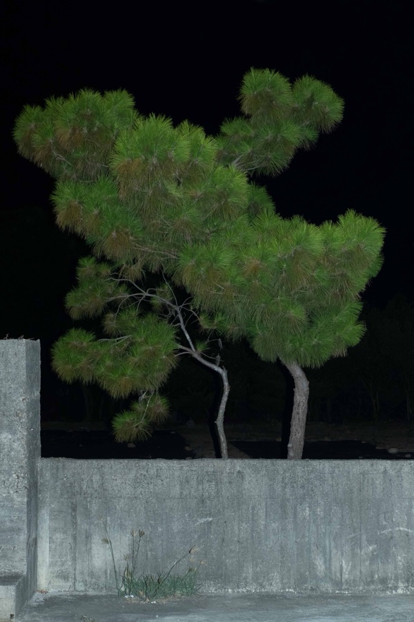 植物集 16