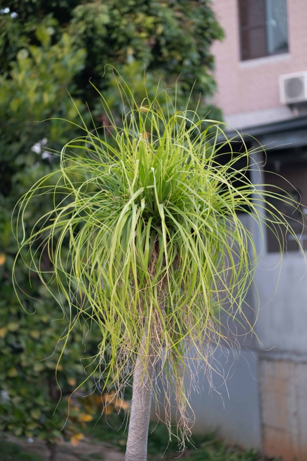 植物集 36