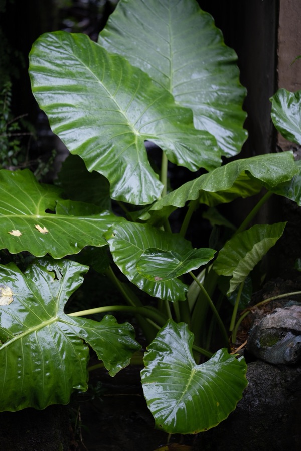 植物集 42