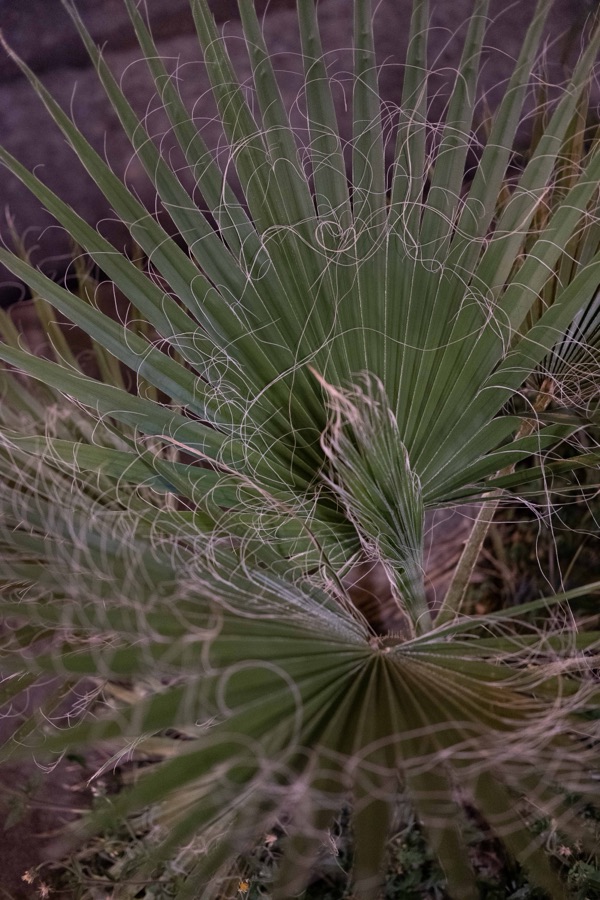 植物集 50