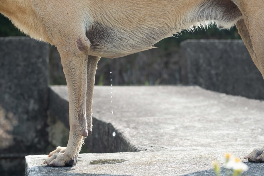 犬山記 6