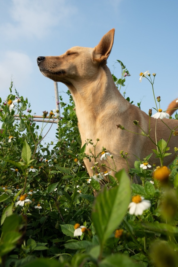 犬山記 7