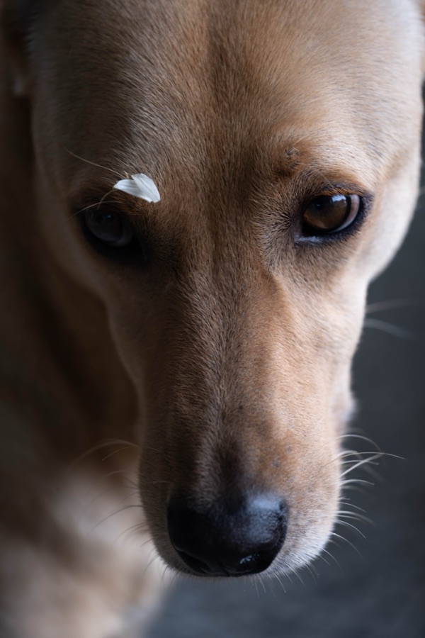 犬山記 9