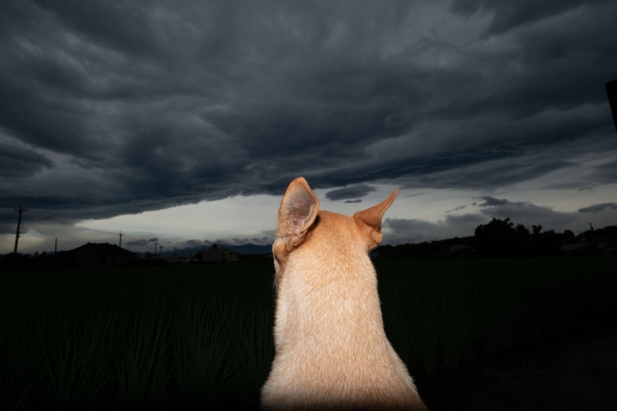 犬山記 10