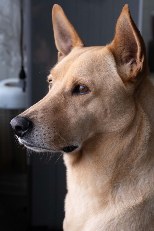 犬山記 11