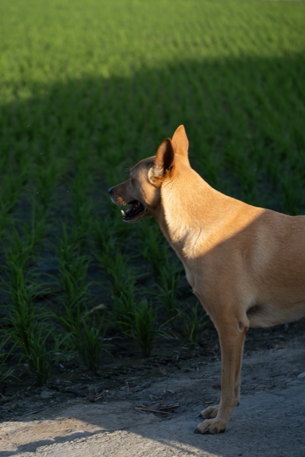 犬山記 12