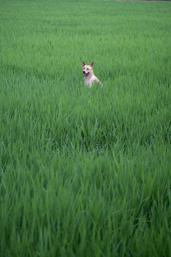 犬山記 16