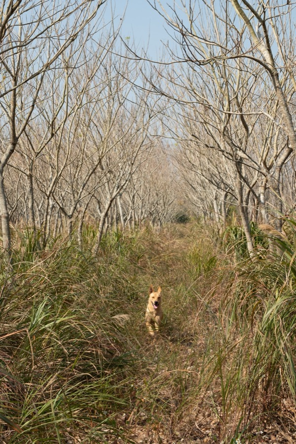 犬山記 17