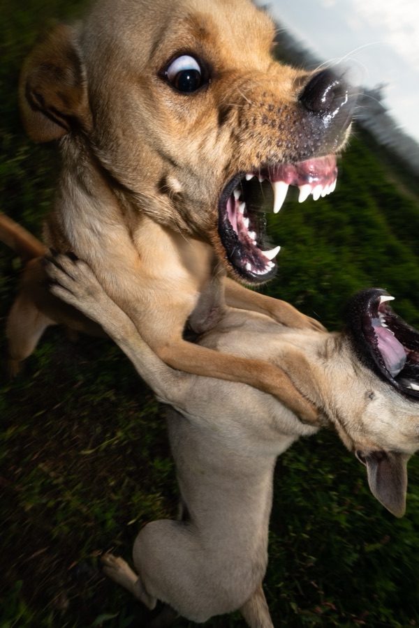 犬山記 20