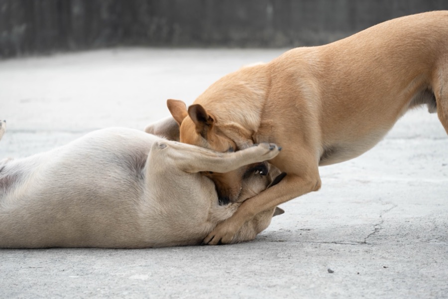 犬山記 21