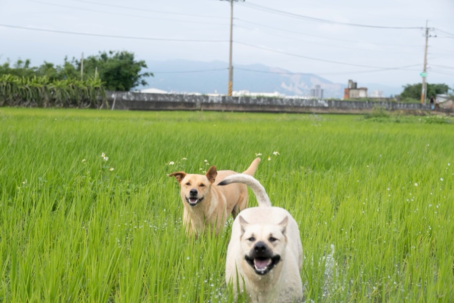 犬山記 22