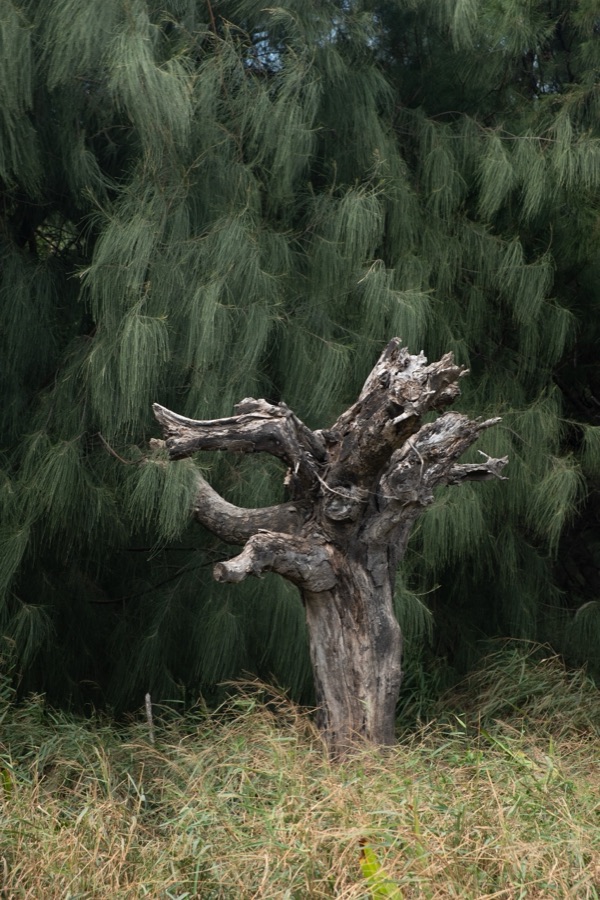 WEICHENLI Selection 8